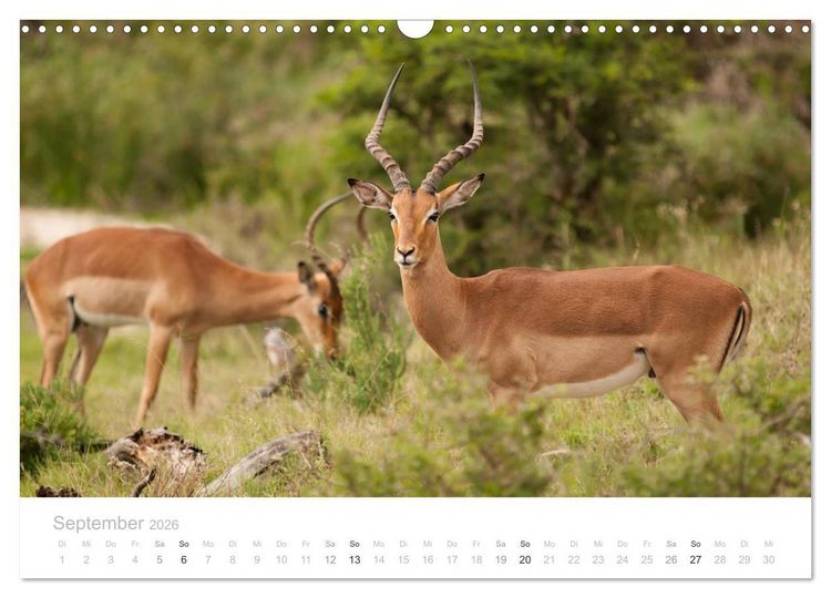 Produktbild: Tierische Gl&uuml;cksmomente mit Weisheiten (Wandkalender 2026 DIN A3 quer), CALVENDO Monatskalender