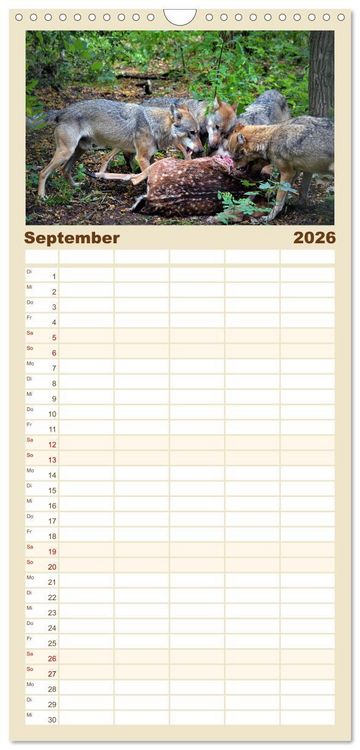 Produktbild: Familienplaner 2026 - Begegnung mit dem Wolf mit 5 Spalten (Wandkalender, 21 x 45 cm) CALVENDO