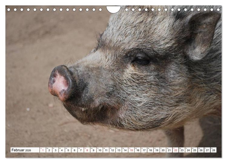 Produktbild: Von S&auml;uen die Schwein haben! (Wandkalender 2026 DIN A4 quer), CALVENDO Monatskalender