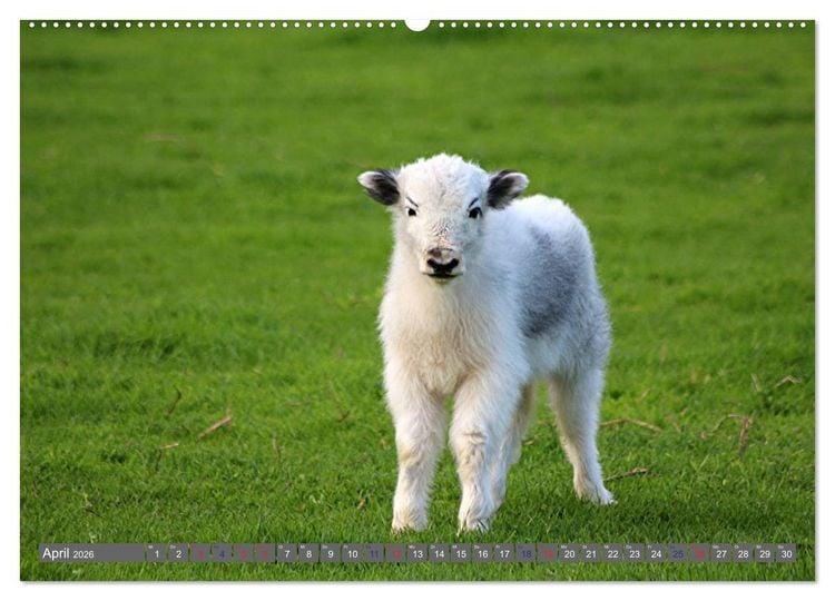 Produktbild: Der Yak (hochwertiger Premium Wandkalender 2026 DIN A2 quer), Kunstdruck in Hochglanz