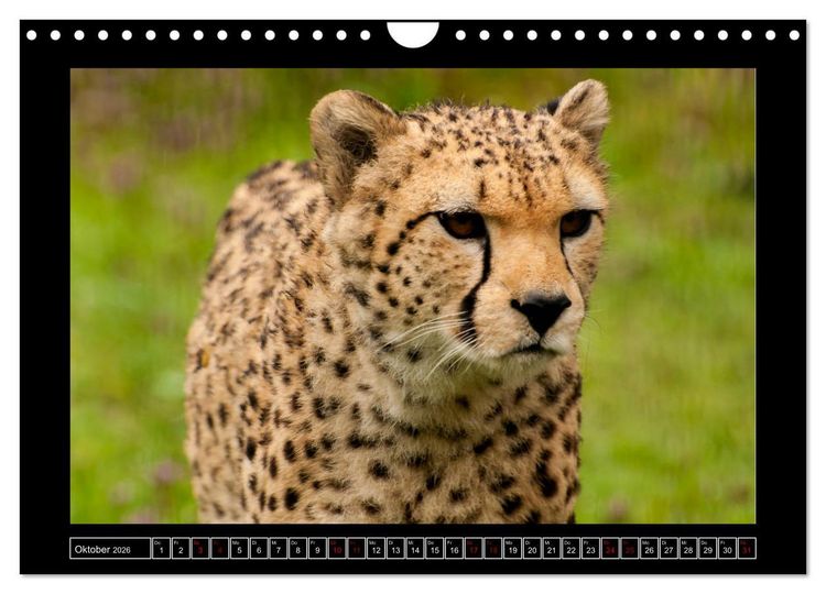 Produktbild: Tiger, L&ouml;we und Co. (Wandkalender 2026 DIN A4 quer), CALVENDO Monatskalender