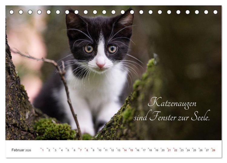 Produktbild: Kitten auf Entdeckungsreise (Tischkalender 2026 DIN A5 quer), CALVENDO Monatskalender