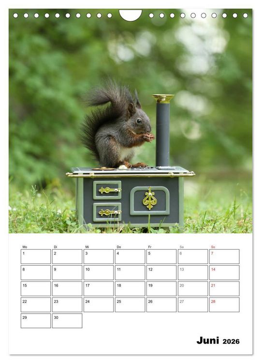 Produktbild: Die kleine Welt der Eichh&ouml;rnchen in Regensburg (Wandkalender 2026 DIN A4 hoch), CALVENDO Monatskalender