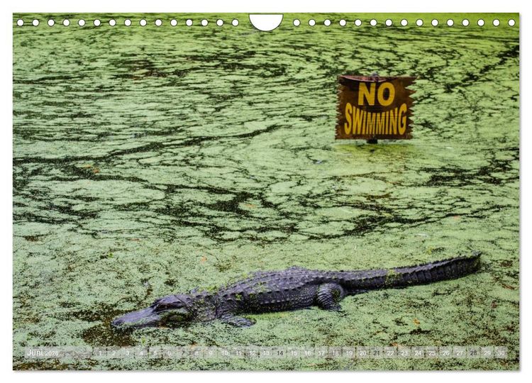 Produktbild: Florida. Sonne und Meer (Wandkalender 2026 DIN A4 quer), CALVENDO Monatskalender