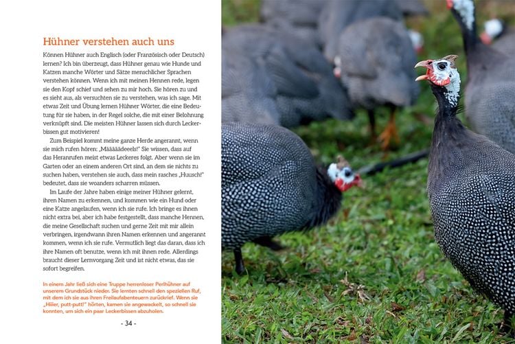 Produktbild: How to Read a Chicken's Mind