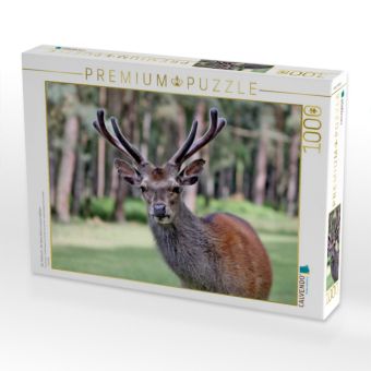 Produktbild: CALVENDO Puzzle Der Sikahirsch - Der kleine Asiat in unseren W&auml;ldern | 1000 Teile Lege-Gr&ouml;&szlig;e 64x48cm Foto-Puzzle f&uuml;r gl&uuml;ckliche Stunden