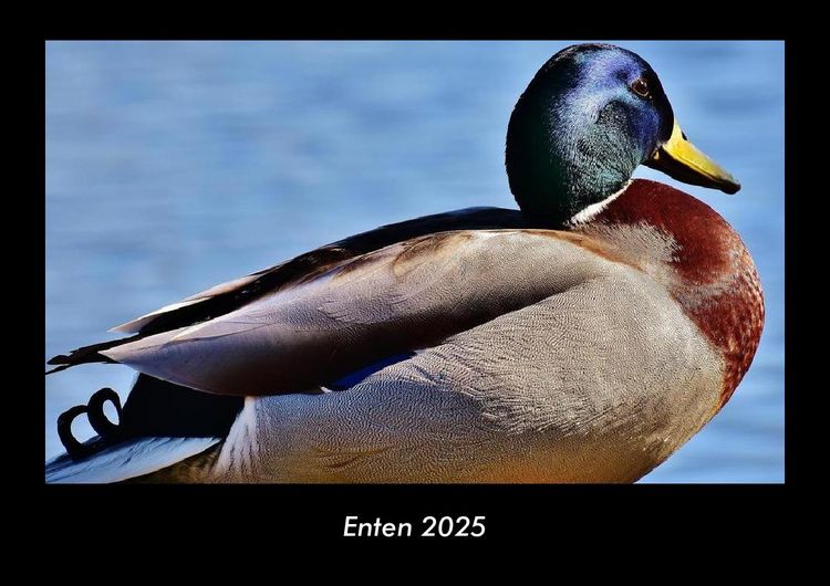 Produktbild: Enten 2025 Fotokalender DIN A3
