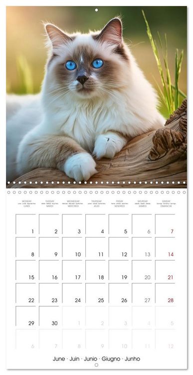 Produktbild: Beautiful Ragdolls - Cats in Nature (Wall Calendar 2026 12 &times; 12 Inch) CALVENDO 12 Month Wall Calendar