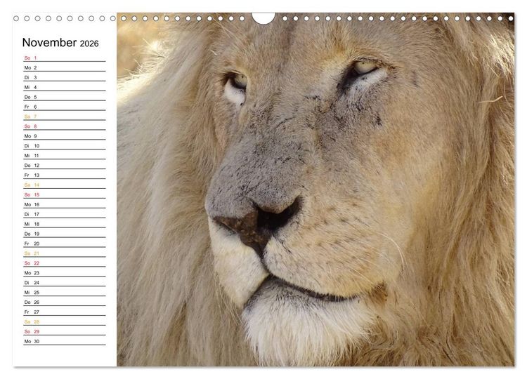 Produktbild: LION KING SELFIES L&ouml;wen hautnah (Wandkalender 2026 DIN A3 quer), CALVENDO Monatskalender