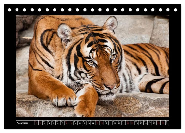 Produktbild: Tiger, L&ouml;we und Co. (Tischkalender 2026 DIN A5 quer), CALVENDO Monatskalender