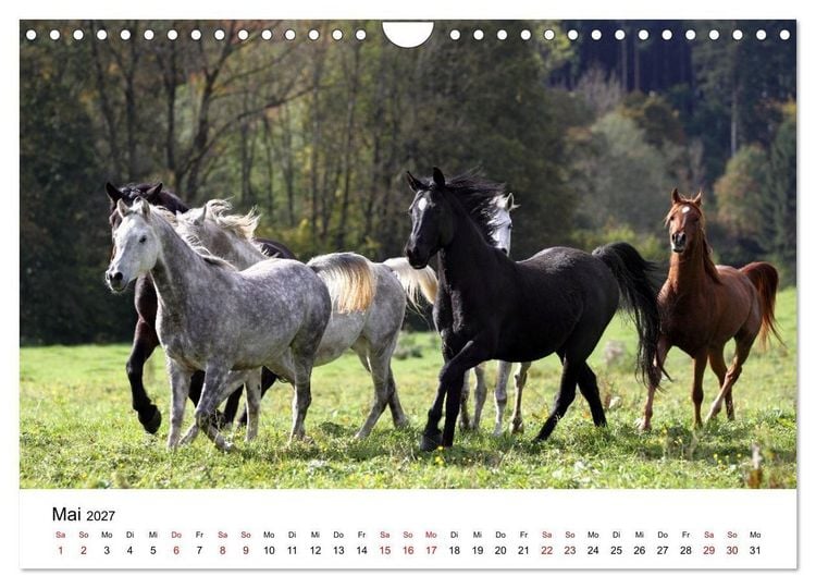 Produktbild: Pferde - im Galopp durch's Jahr 2027 (Wandkalender 2027 DIN A4 quer), CALVENDO Monatskalender