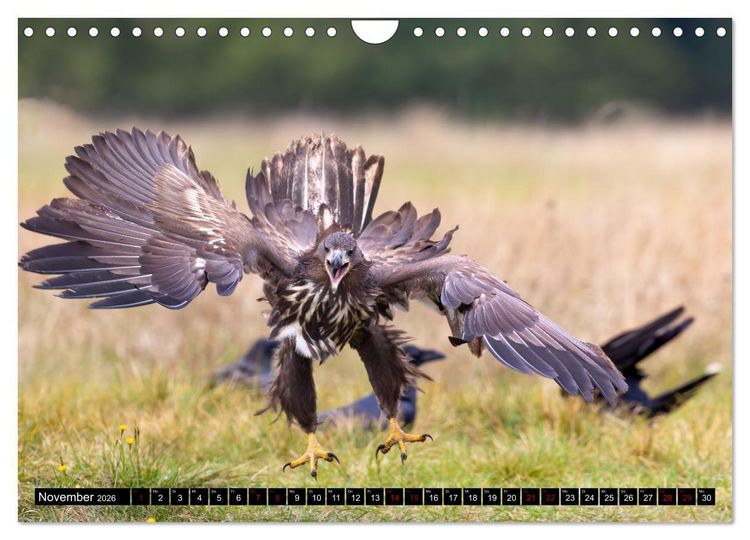 Produktbild: Seeadler in Polen (Wandkalender 2026 DIN A4 quer), CALVENDO Monatskalender