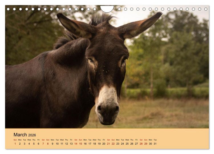 Produktbild: Our farm animals (Wall Calendar 2026 DIN A4 landscape), CALVENDO 12 Month Wall Calendar