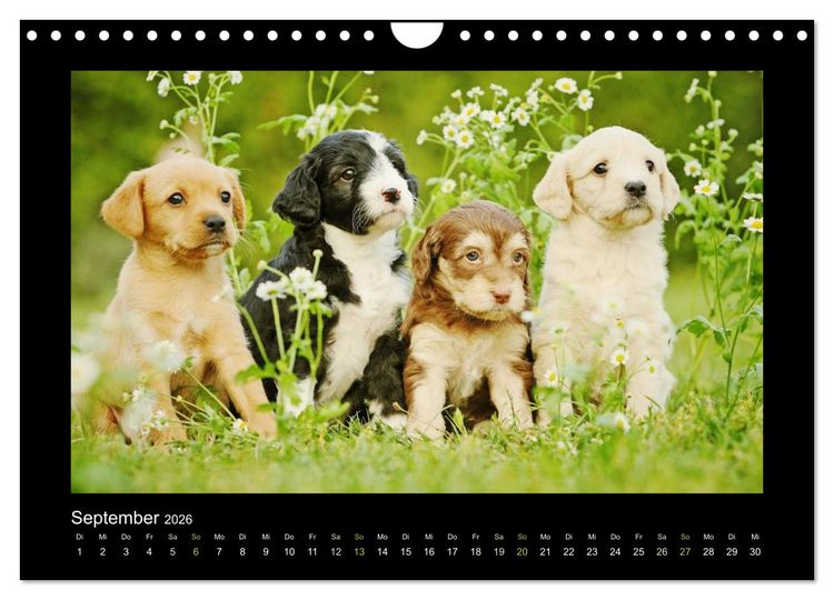 Produktbild: Allerlei Hundekinder (Wandkalender 2026 DIN A4 quer), CALVENDO Monatskalender