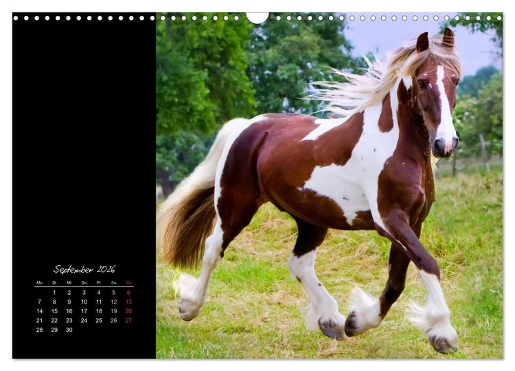 Produktbild: Irish Tinker (Wandkalender 2026 DIN A3 quer), CALVENDO Monatskalender