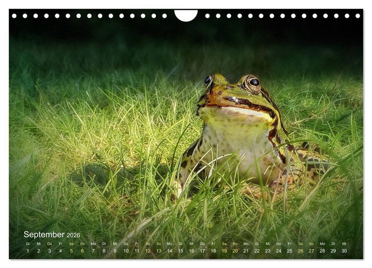 Produktbild: Fr&ouml;sche zum Verlieben (Wandkalender 2026 DIN A4 quer), CALVENDO Monatskalender