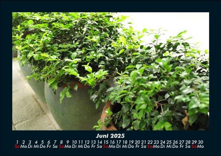 Produktbild: Blumen & Pflanzen 2025 Fotokalender DIN A5