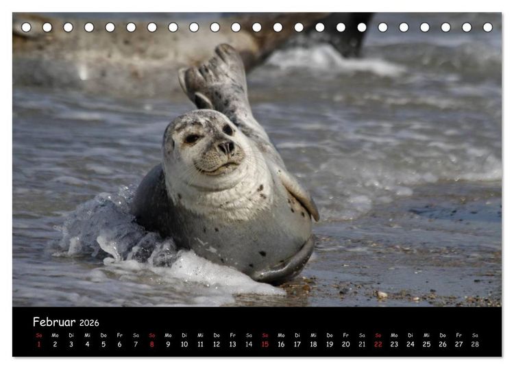 Produktbild: Kegelrobben und Seehunde (Tischkalender 2026 DIN A5 quer), CALVENDO Monatskalender