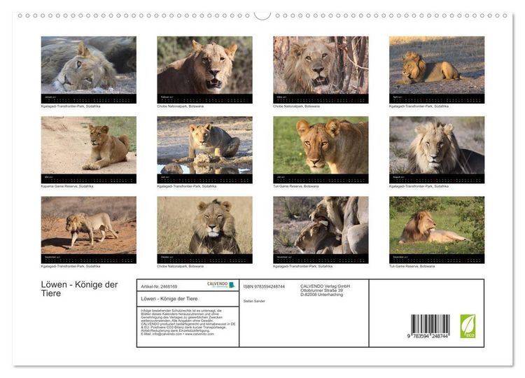 Produktbild: L&ouml;wen - K&ouml;nige der Tiere (hochwertiger Premium Wandkalender 2027 DIN A2 quer), Kunstdruck in Hochglanz