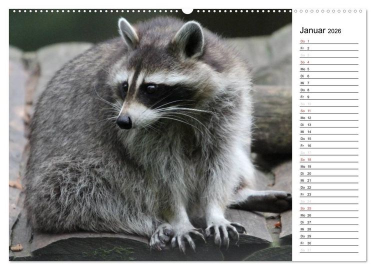 Produktbild: Der kleine R&auml;uber mit Maske - Waschb&auml;ren (Wandkalender 2026 DIN A2 quer), CALVENDO Monatskalender