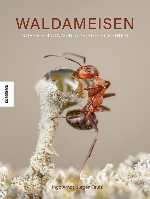 Produktbild: Waldameisen