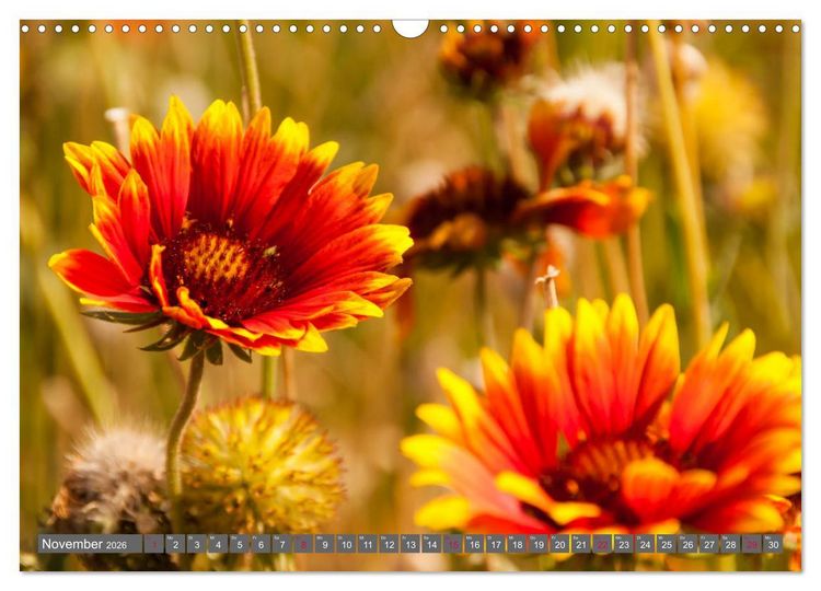 Produktbild: Blumenpracht der Welt (Wandkalender 2026 DIN A3 quer), CALVENDO Monatskalender