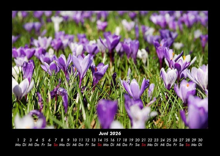 Produktbild: Blumenzauber 2026 Fotokalender DIN A3