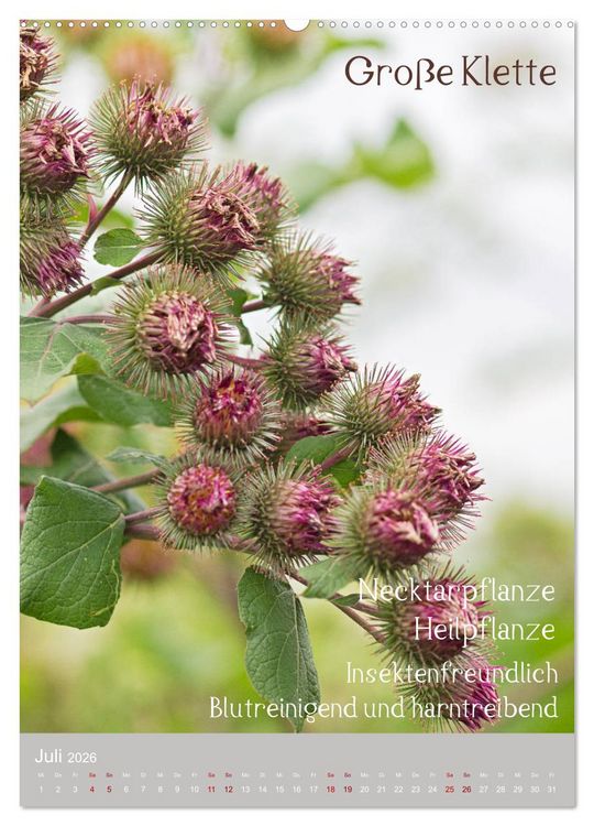 Produktbild: Unkr&auml;uter - N&uuml;tzliche Wildpflanzen auf der Wiese (Wandkalender 2026 DIN A2 hoch), CALVENDO Monatskalender