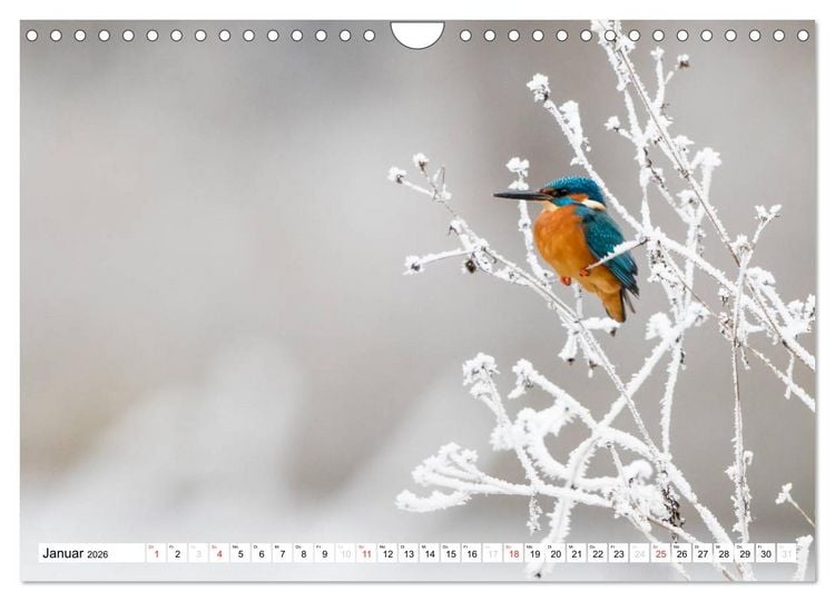 Produktbild: Faszination Eisvogel (Wandkalender 2026 DIN A4 quer), CALVENDO Monatskalender