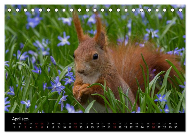 Produktbild: Mit dem Eichh&ouml;rnchen durchs Jahr (Tischkalender 2026 DIN A5 quer), CALVENDO Monatskalender