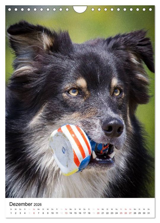Produktbild: Australian Shepherd &ndash; Mit dem Aussie unterwegs (Wandkalender 2026 DIN A4 hoch), CALVENDO Monatskalender
