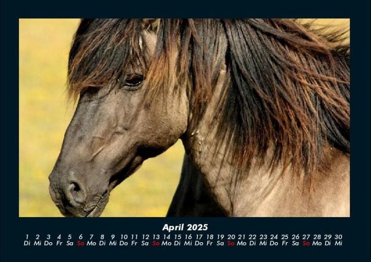 Produktbild: Pferdetraum 2025 Fotokalender DIN A4