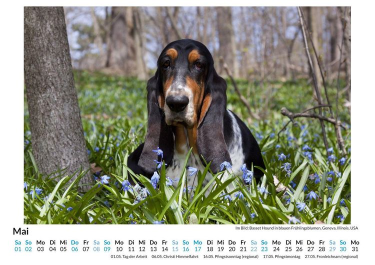 Produktbild: Basset Hound