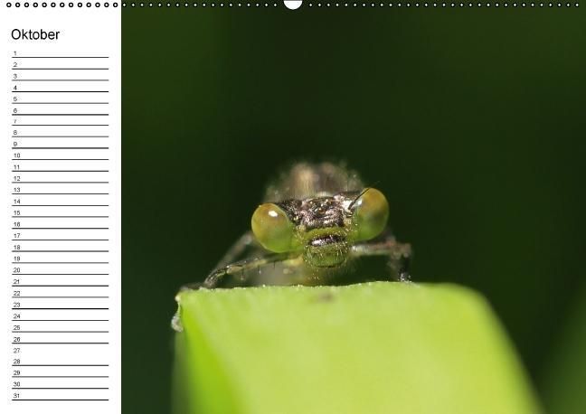 Produktbild: Libellen Geburtstagskalender (Wandkalender immerw&auml;hrend DIN A2 quer)