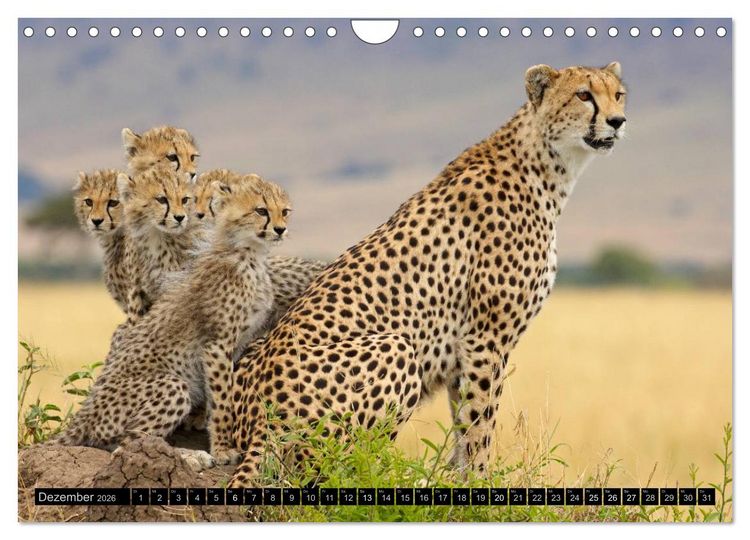 Produktbild: Magie des Augenblicks - Tierkinder - klein, aber wild (Wandkalender 2026 DIN A4 quer), CALVENDO Monatskalender