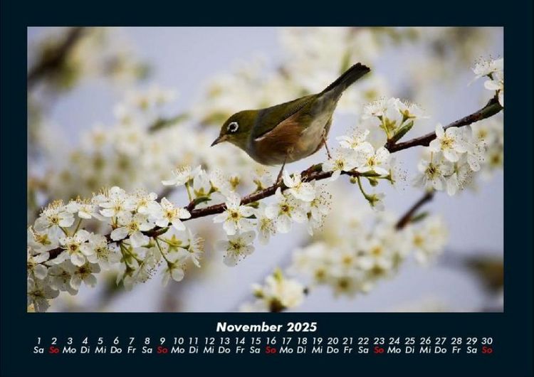Produktbild: Vogelparadies 2025 Fotokalender DIN A4