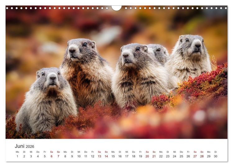 Produktbild: Alpenpl&uuml;sch - Mit Murmeltieren durchs Jahr (Wandkalender 2026 DIN A3 quer), CALVENDO Monatskalender