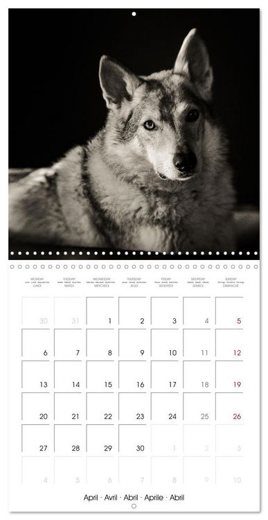 Produktbild: Portraits canins (Calendrier mural carr&eacute; 2026 30x30 cm) Calendrier double avec une page pour vos prises de notes