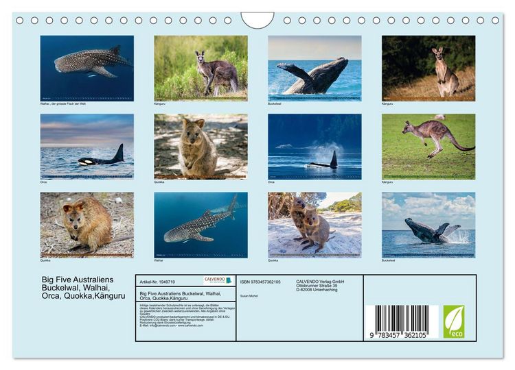 Produktbild: Big Five Australiens Buckelwal, Walhai, Orca, Quokka,K&auml;nguru (Wandkalender 2026 DIN A4 quer), CALVENDO Monatskalender