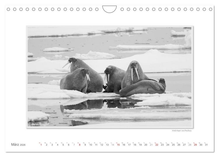 Produktbild: Spitzbergen Svalbard (Wandkalender 2026 DIN A4 quer), CALVENDO Monatskalender