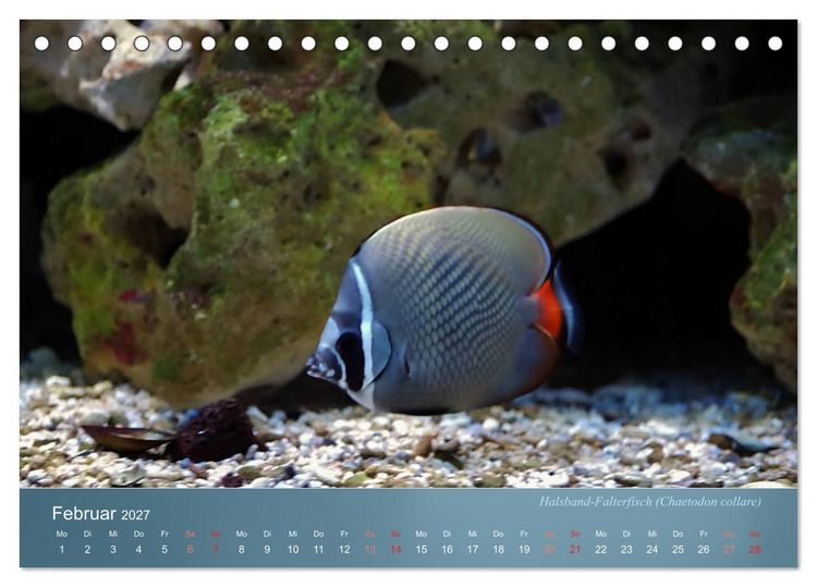 Produktbild: Bunte Riffbewohner - Fische, Anemonen und noch viel mehr (Tischkalender 2027 DIN A5 quer), CALVENDO Monatskalender