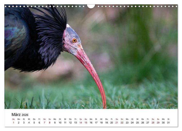 Produktbild: Der Waldrapp - Ein skurriler Vogel (Wandkalender 2026 DIN A3 quer), CALVENDO Monatskalender