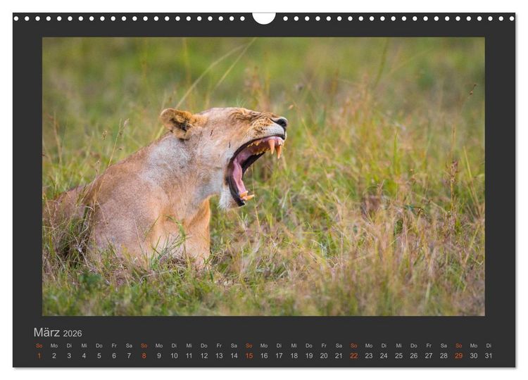 Produktbild: L&ouml;wen Wildlife-Fotografien (Wandkalender 2026 DIN A3 quer), CALVENDO Monatskalender