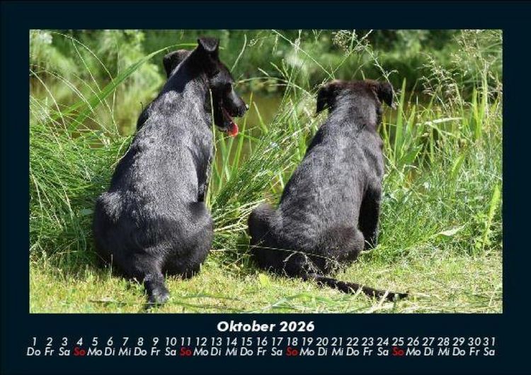 Produktbild: Hundezauber 2026 Fotokalender DIN A5