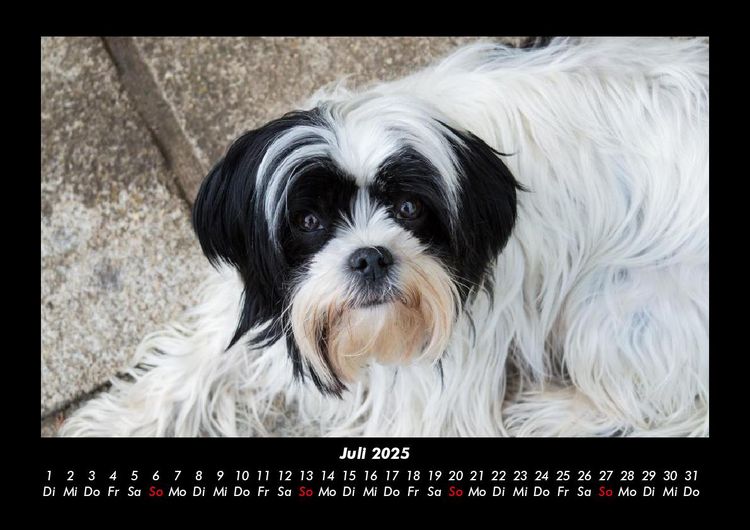 Produktbild: Hundezauber 2025 Fotokalender DIN A3