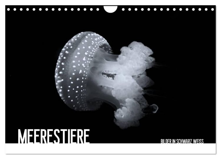 Produktbild: Meerestiere Bilder in Schwarz Weiss (Wandkalender 2026 DIN A4 quer), CALVENDO Monatskalender