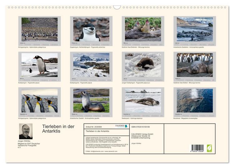 Produktbild: Tierleben in der Antarktis (Wandkalender 2026 DIN A2 quer), CALVENDO Monatskalender