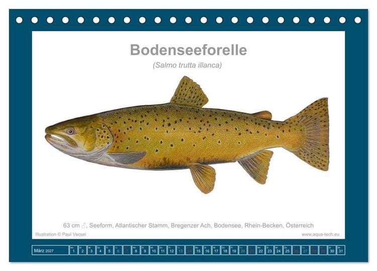 Produktbild: Fisch als Kunst 2027: Seeforellen (Tischkalender 2027 DIN A5 quer), CALVENDO Monatskalender