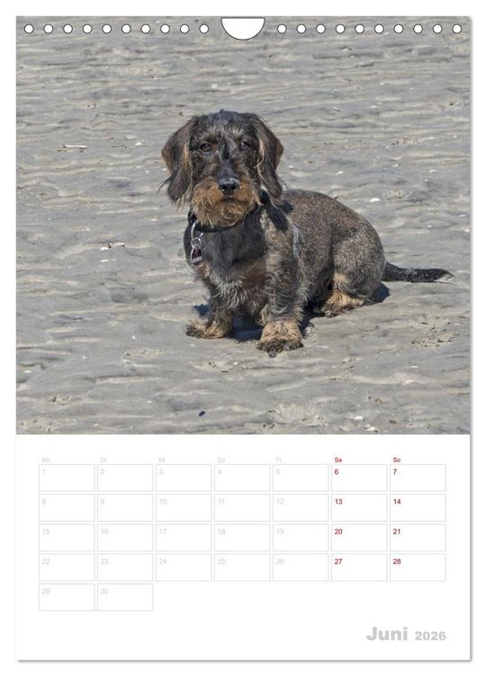 Produktbild: Der Dackel (M)ein treuer Weggef&auml;hrte (Wandkalender 2026 DIN A4 hoch), CALVENDO Monatskalender