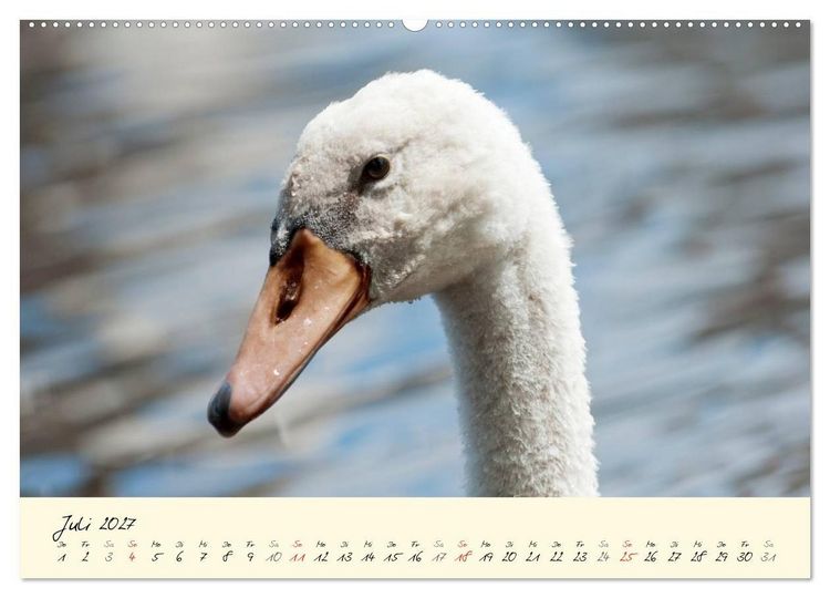 Produktbild: Vom K&uuml;ken zum stolzen Schwan (Wandkalender 2027 DIN A2 quer), CALVENDO Monatskalender